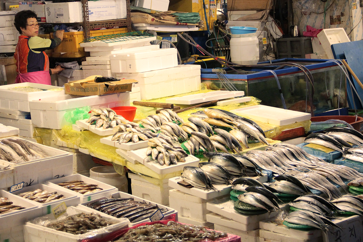 Noryangjin Fish Market | Seoul, South Korea