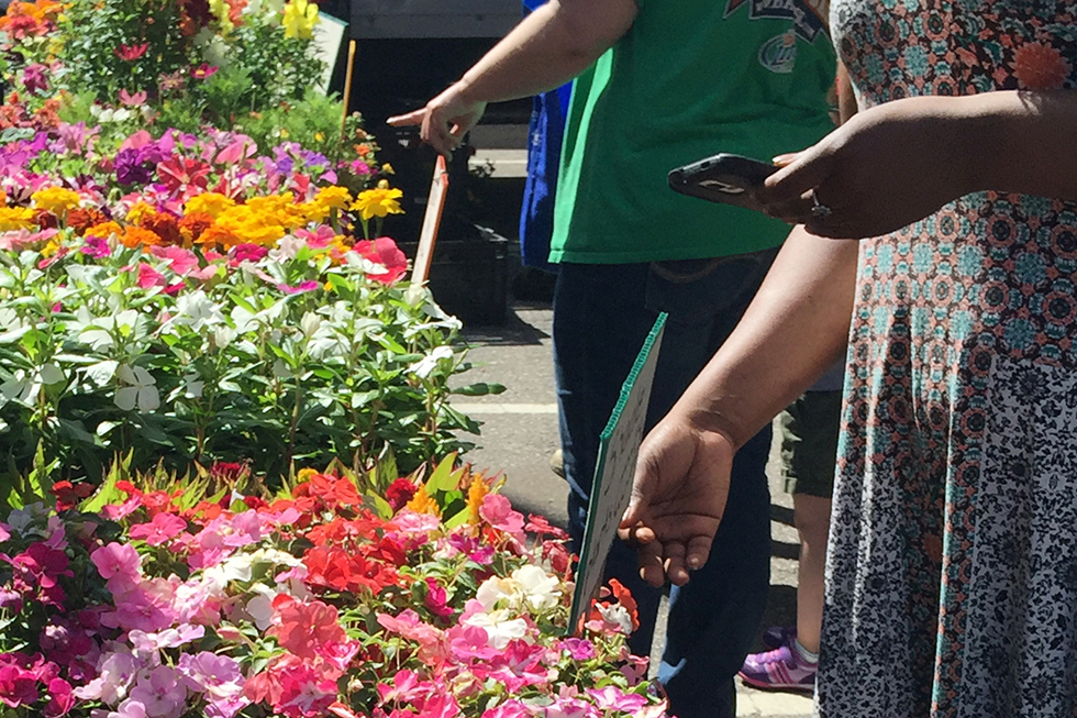 Flowers at Baltimore's Farmer Market | Baltimore, Maryland