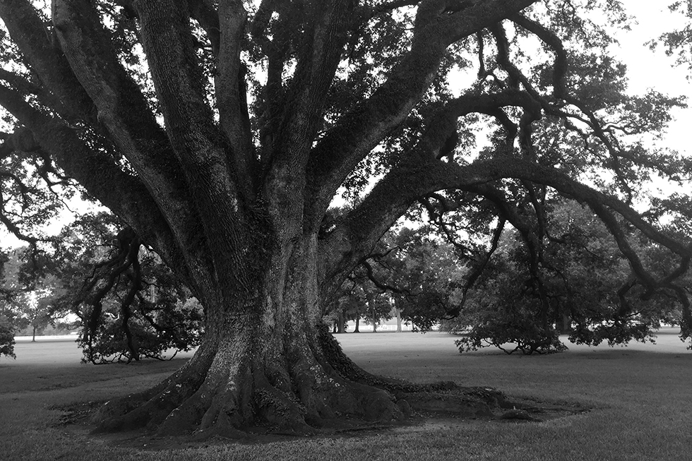One of the twenty-eight 300 year old oak trees | Vacherie, Louisiana